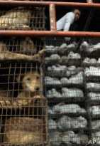 A Chinese man looks over cages of dogs and rabbits at a live-animal market in Guangzhou, Southern China, Tuesday, Jan 6, 2004. Investigators from the World Health Organization revisited a live-animal market in southern China on Wednesday, examining chickens, ducks and other edible creatures as they collected a broader array of samples in their quest to track SARS to its source. (AP Photo/Ng Han Guan)