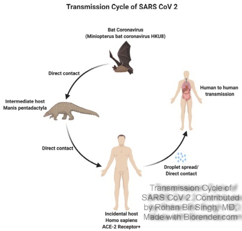 Transmission_Cycle_of_SARS_CoV_2